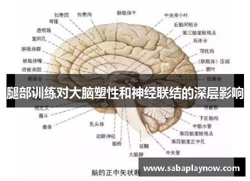 腿部训练对大脑塑性和神经联结的深层影响